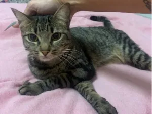 Gato raça SRD-ViraLata idade 1 ano nome Maria Padilha