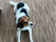 Boby