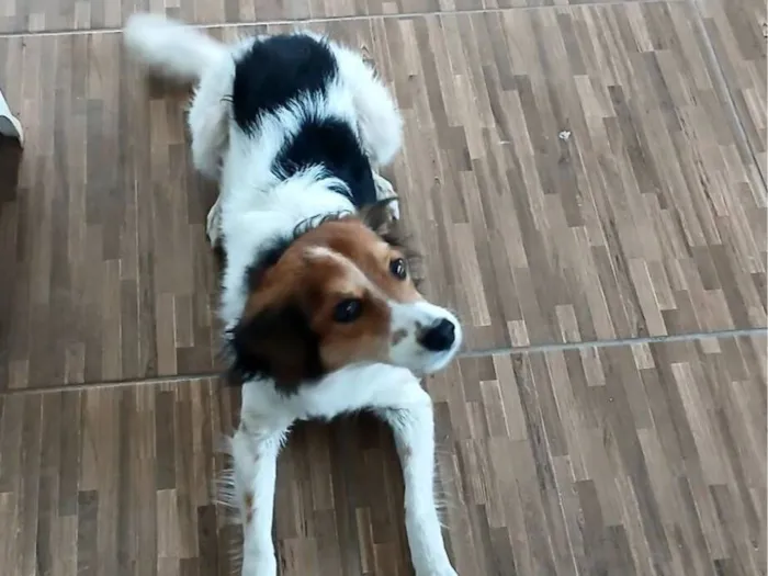 Cachorro raça SRD-ViraLata idade 6 ou mais anos nome Boby