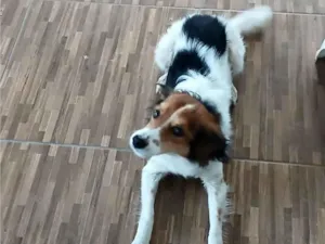 Cachorro raça SRD-ViraLata idade 6 ou mais anos nome Boby