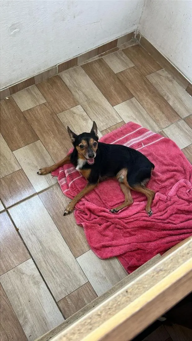 Cachorro raça Pinscher idade 6 ou mais anos nome thor