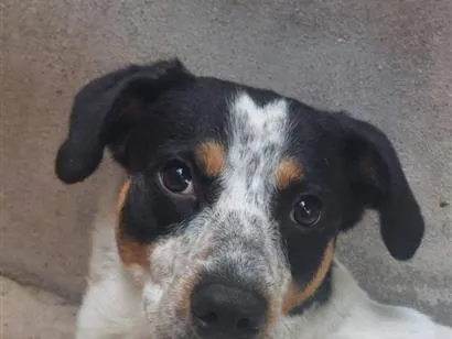 Cachorro raça SRD-ViraLata idade 4 anos nome Myke