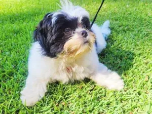 Cachorro raça Shitzu idade 2 anos nome Pantera