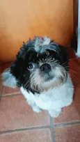 Pantera