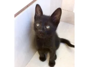 Gato raça SRD-ViraLata idade Abaixo de 2 meses nome Miao bb2 meses lindo 