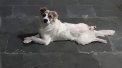 Cachorro raça SRD-ViraLata idade 6 ou mais anos nome Snoopy