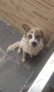 Cachorro raça SRD-ViraLata idade 6 ou mais anos nome Snoopy