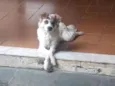Snoopy