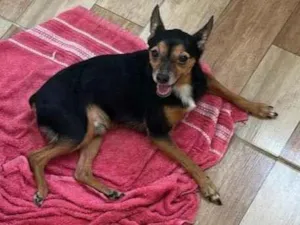 Cachorro raça Pinscher idade 6 ou mais anos nome thor