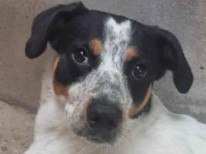 Cachorro raça SRD-ViraLata idade 4 anos nome Myke
