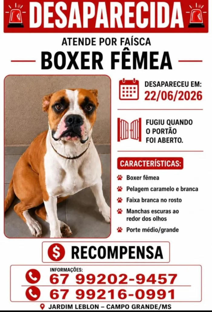 Cachorro raça Boxer idade 3 anos nome Faísca