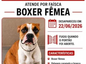 Cachorro raça Boxer idade 3 anos nome Faísca