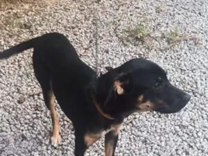 Cachorro raça SRD-ViraLata idade 7 a 11 meses nome Lukinha 