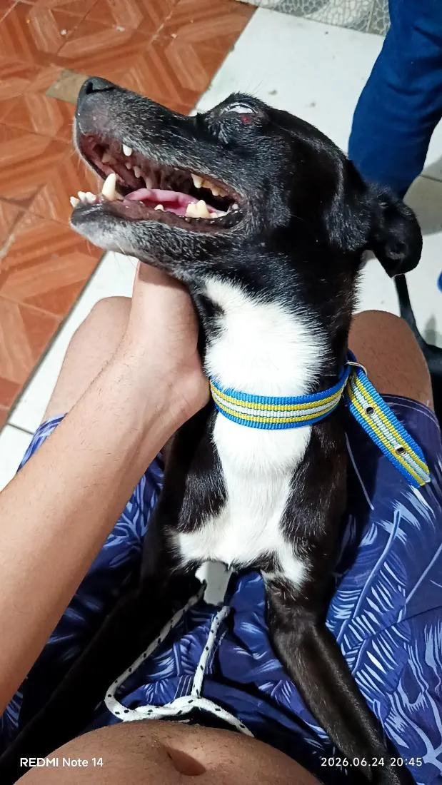 Cachorro raça SRD-ViraLata idade 5 anos nome Fred Júnior