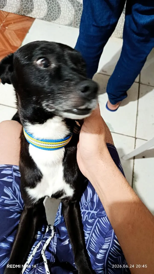 Cachorro raça SRD-ViraLata idade 5 anos nome Fred Júnior