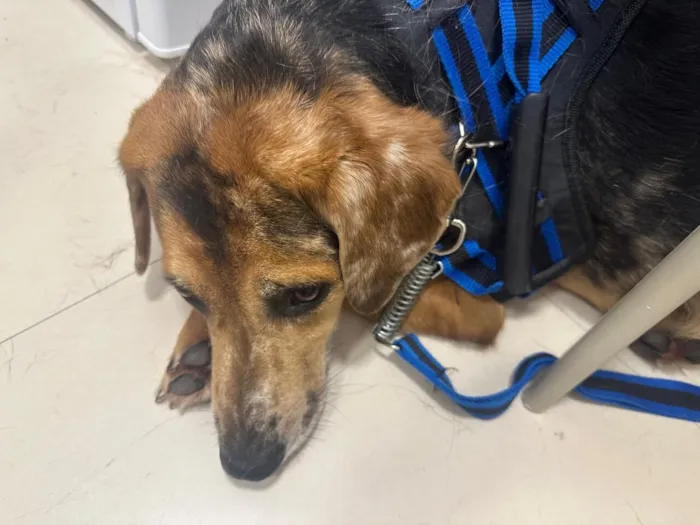 Cachorro raça SRD-ViraLata idade 3 anos nome kevin
