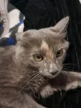 Nina