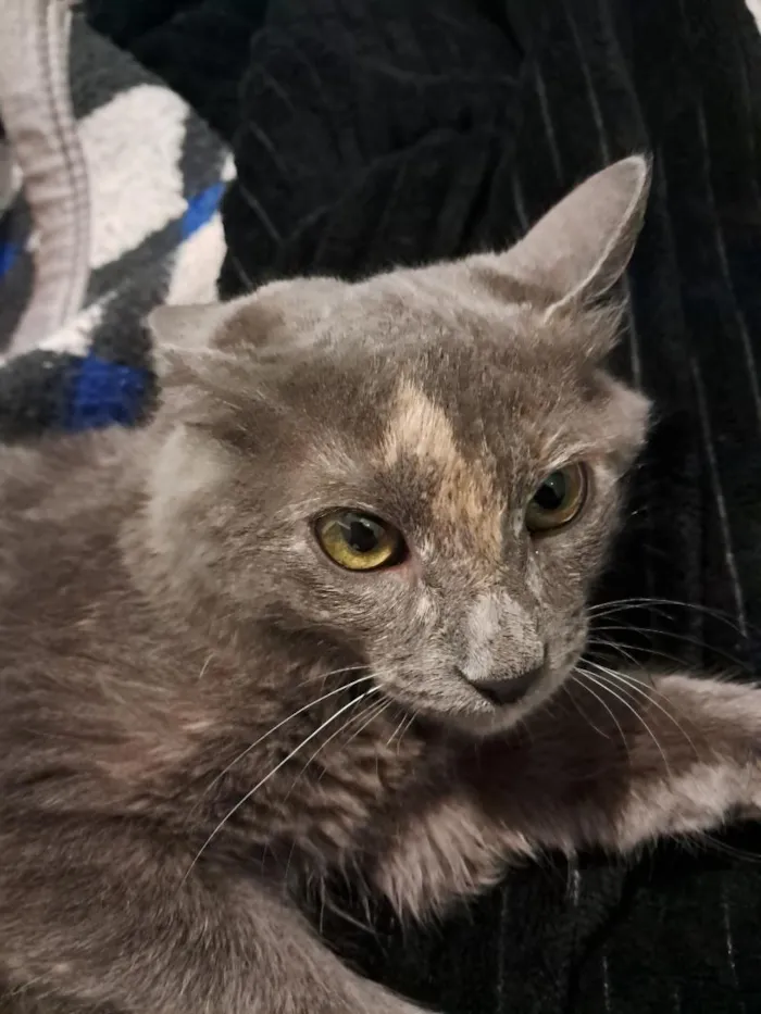 Gato raça SRD-ViraLata idade 2 a 6 meses nome Nina