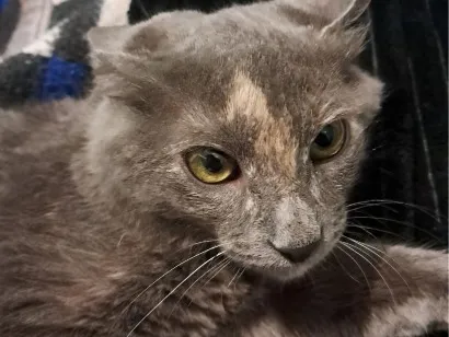Gato raça SRD-ViraLata idade 2 a 6 meses nome Nina