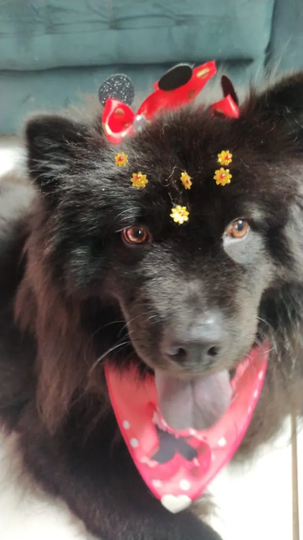 Cachorro raça SRD-ViraLata idade  nome Pandora