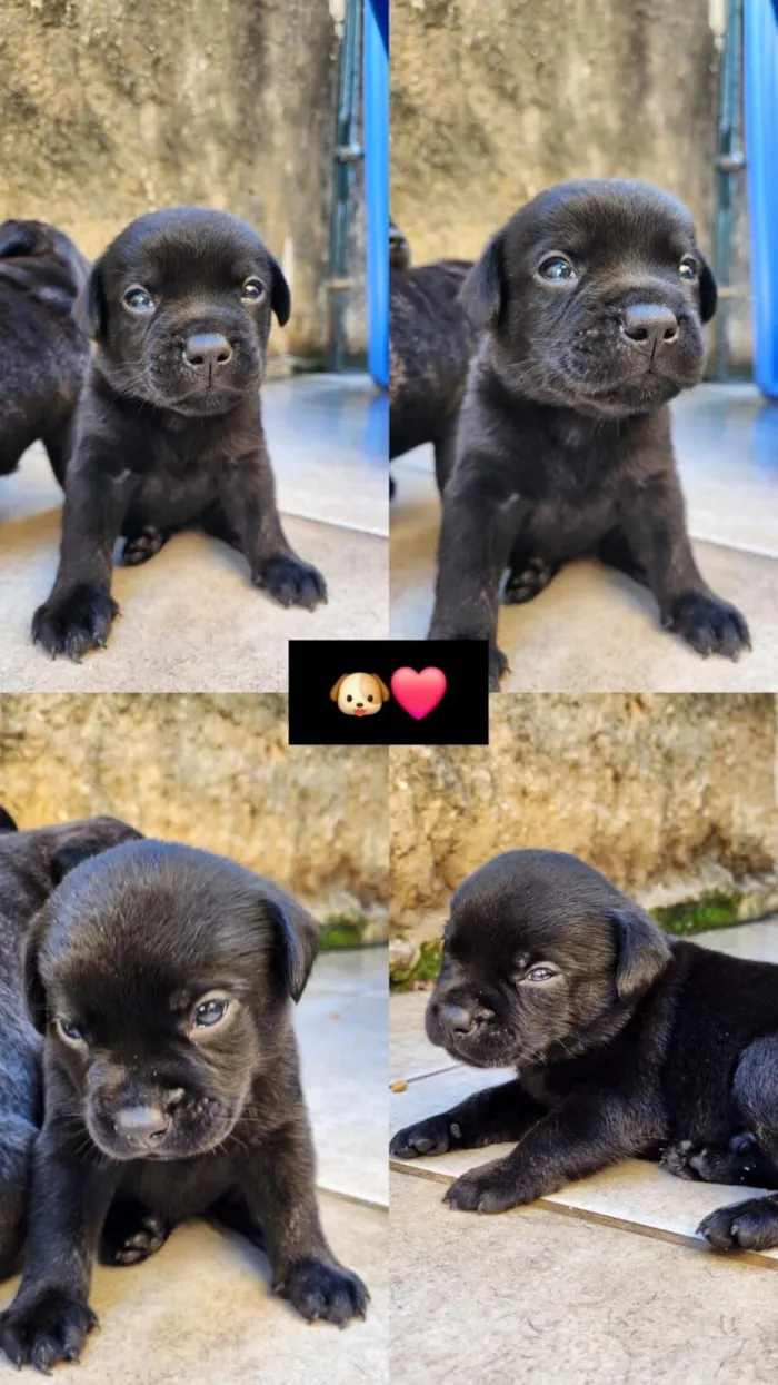 Cachorro raça SRD-ViraLata idade Abaixo de 2 meses nome Filhotes 