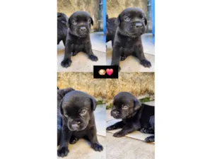 Cachorro raça SRD-ViraLata idade Abaixo de 2 meses nome Filhotes 