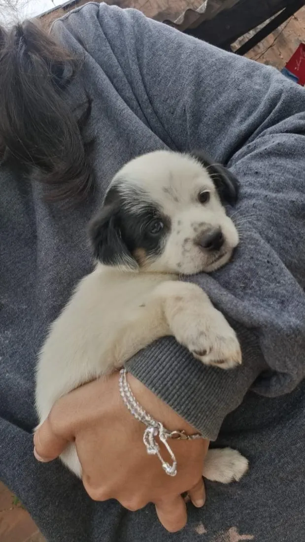 Cachorro raça SRD-ViraLata idade Abaixo de 2 meses nome doação filhotes 