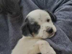 Cachorro raça SRD-ViraLata idade Abaixo de 2 meses nome doação filhotes 