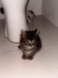 Tom