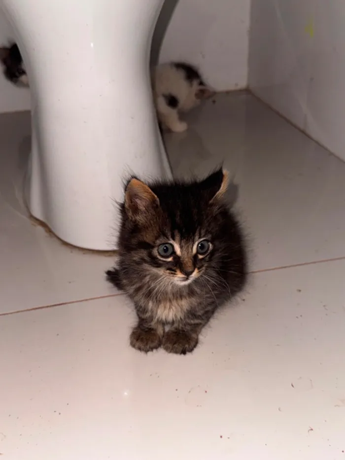 Gato raça SRD-ViraLata idade 2 a 6 meses nome Tom