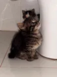Tom