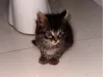 Tom