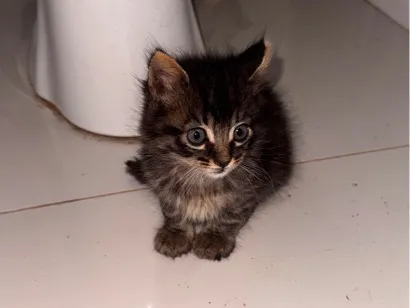 Gato raça SRD-ViraLata idade 2 a 6 meses nome Tom