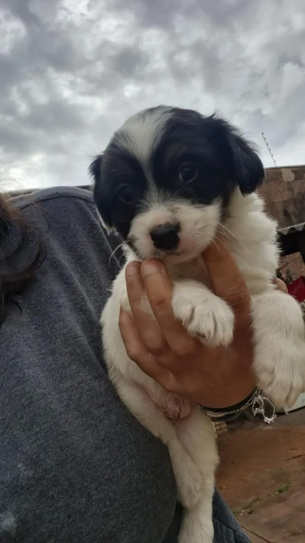 Cachorro raça SRD-ViraLata idade 2 a 6 meses nome doação filhotes 