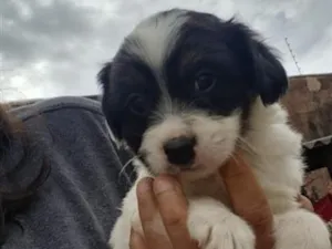 Cachorro raça SRD-ViraLata idade 2 a 6 meses nome doação filhotes 