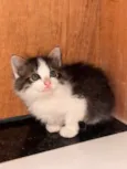 Tico