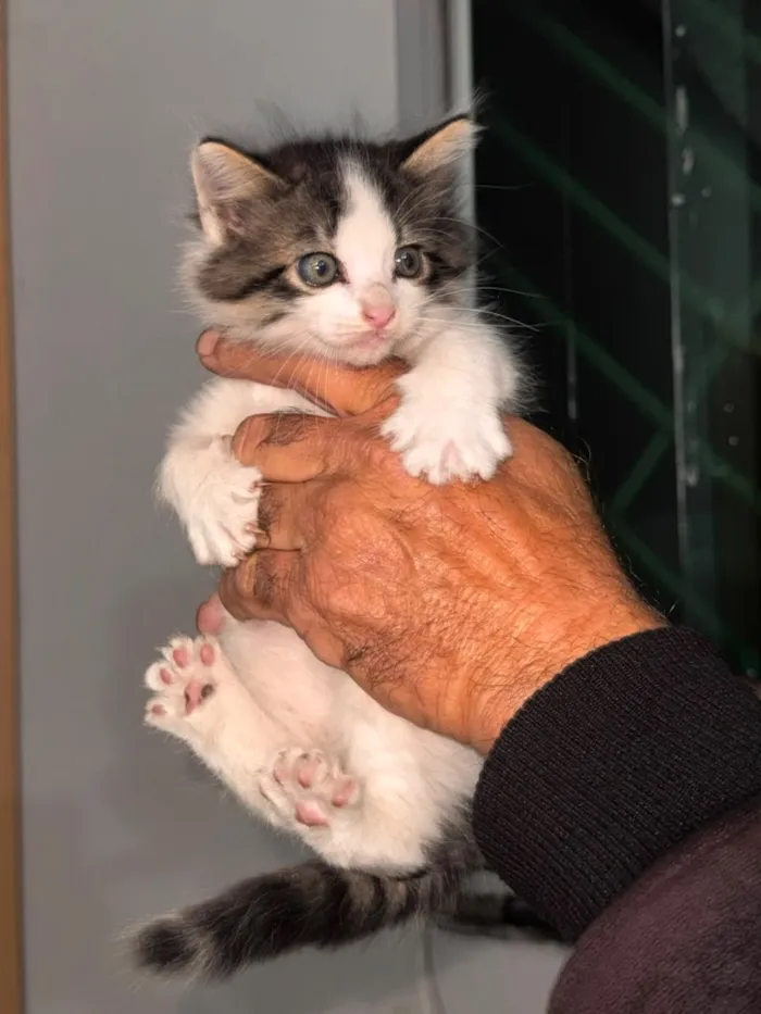 Gato raça SRD-ViraLata idade 2 a 6 meses nome Tico
