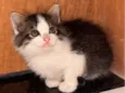 Tico