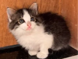 Gato raça SRD-ViraLata idade 2 a 6 meses nome Tico