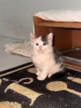 Mel
