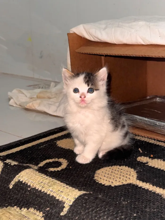 Gato raça SRD-ViraLata idade 2 a 6 meses nome Mel