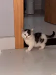 Mel