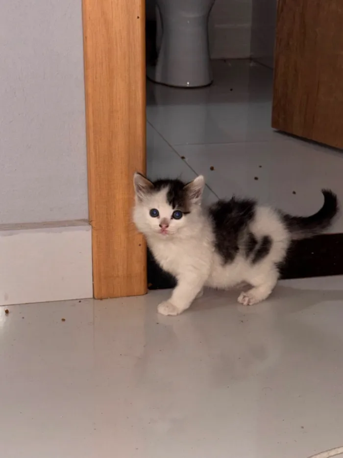 Gato raça SRD-ViraLata idade 2 a 6 meses nome Mel