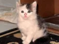 Mel