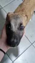 Cachorrinho Filhote