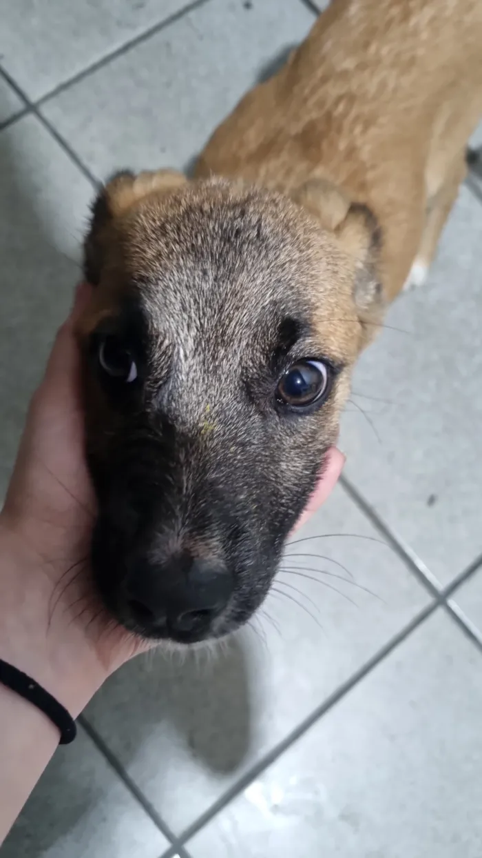Cachorro raça SRD-ViraLata idade 2 a 6 meses nome Cachorrinho Filhote