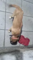 Cachorrinho Filhote