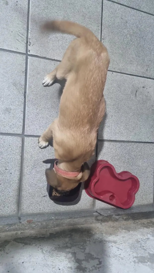Cachorro raça SRD-ViraLata idade 2 a 6 meses nome Cachorrinho Filhote