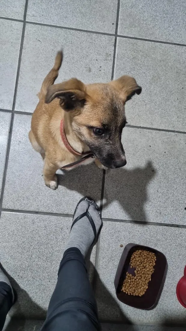 Cachorro raça SRD-ViraLata idade 2 a 6 meses nome Cachorrinho Filhote