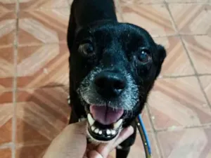 Cachorro raça SRD-ViraLata idade 5 anos nome Fred Júnior